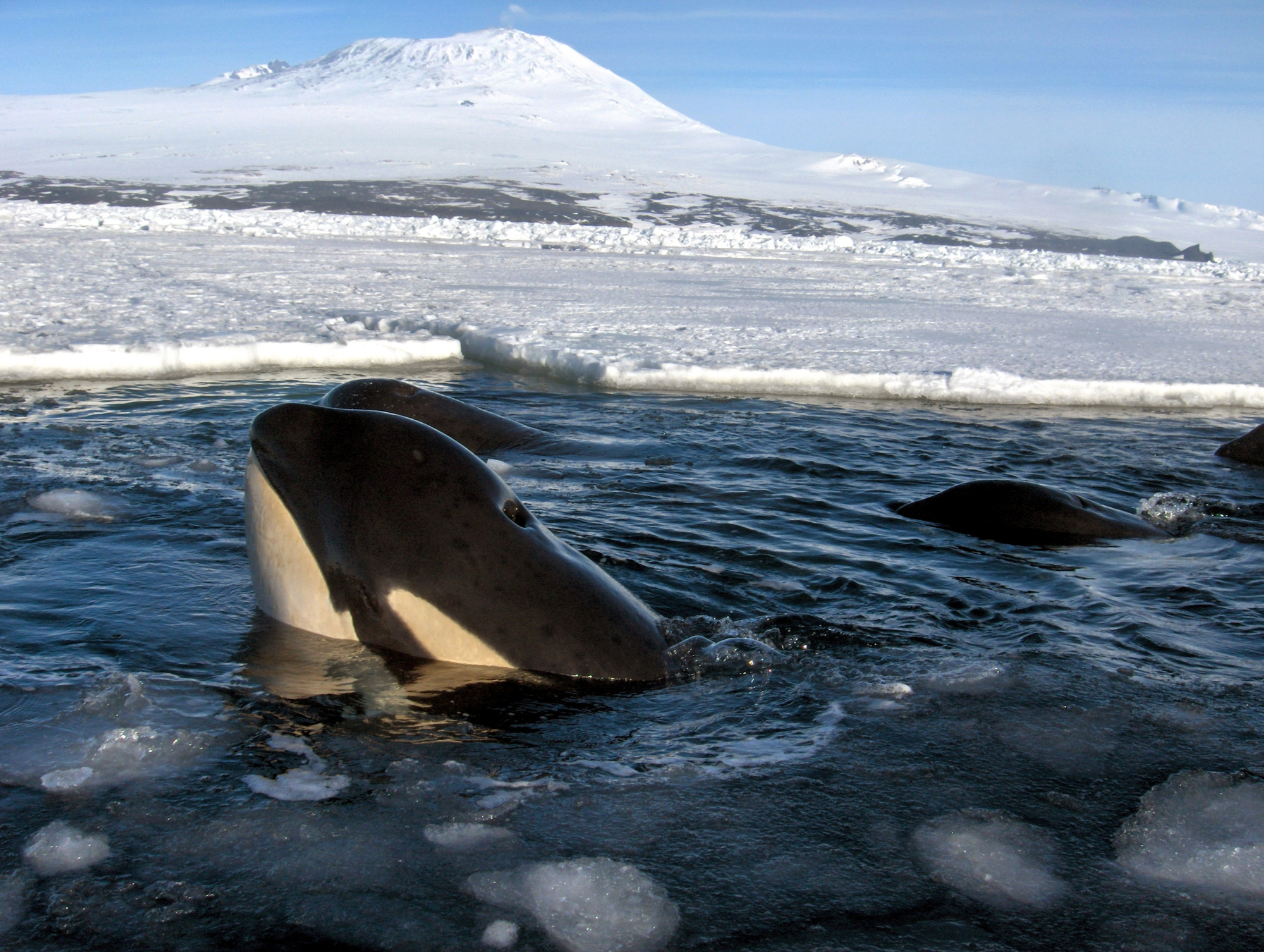 yacht charter antarctica, killer whales, antarctica
