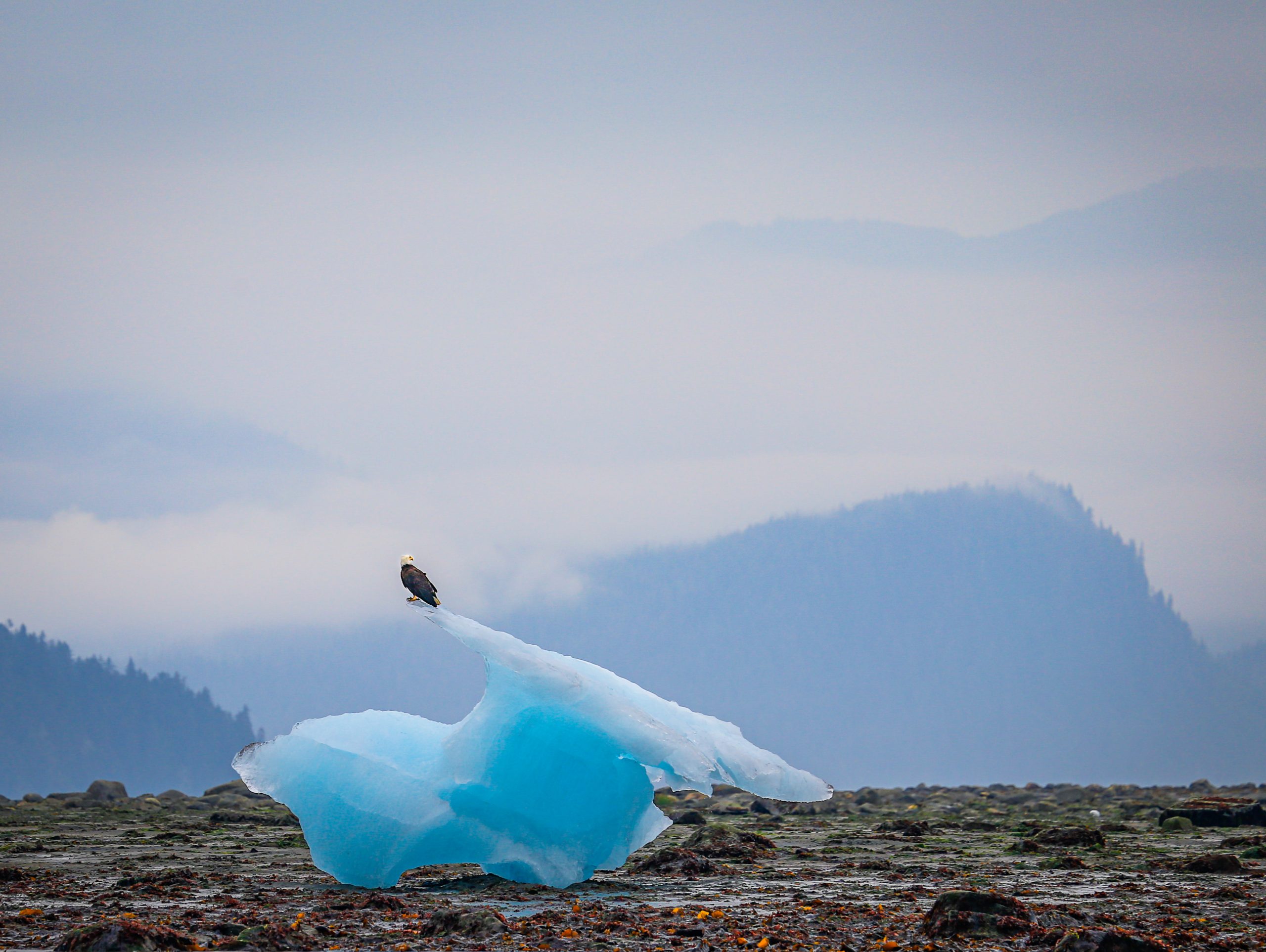 yacht charter Alaska le conte bay, alaska, with eagle
