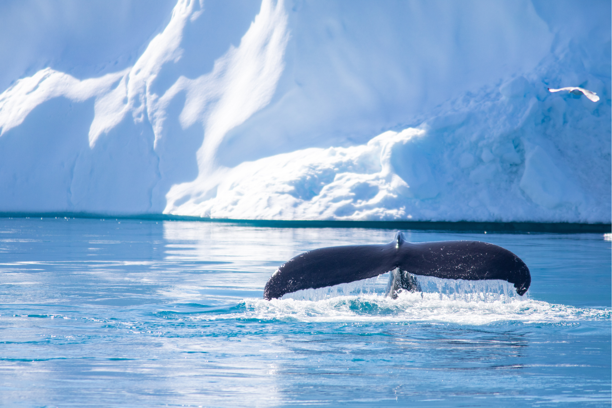 greenland superyacht charter, Maniitsoq