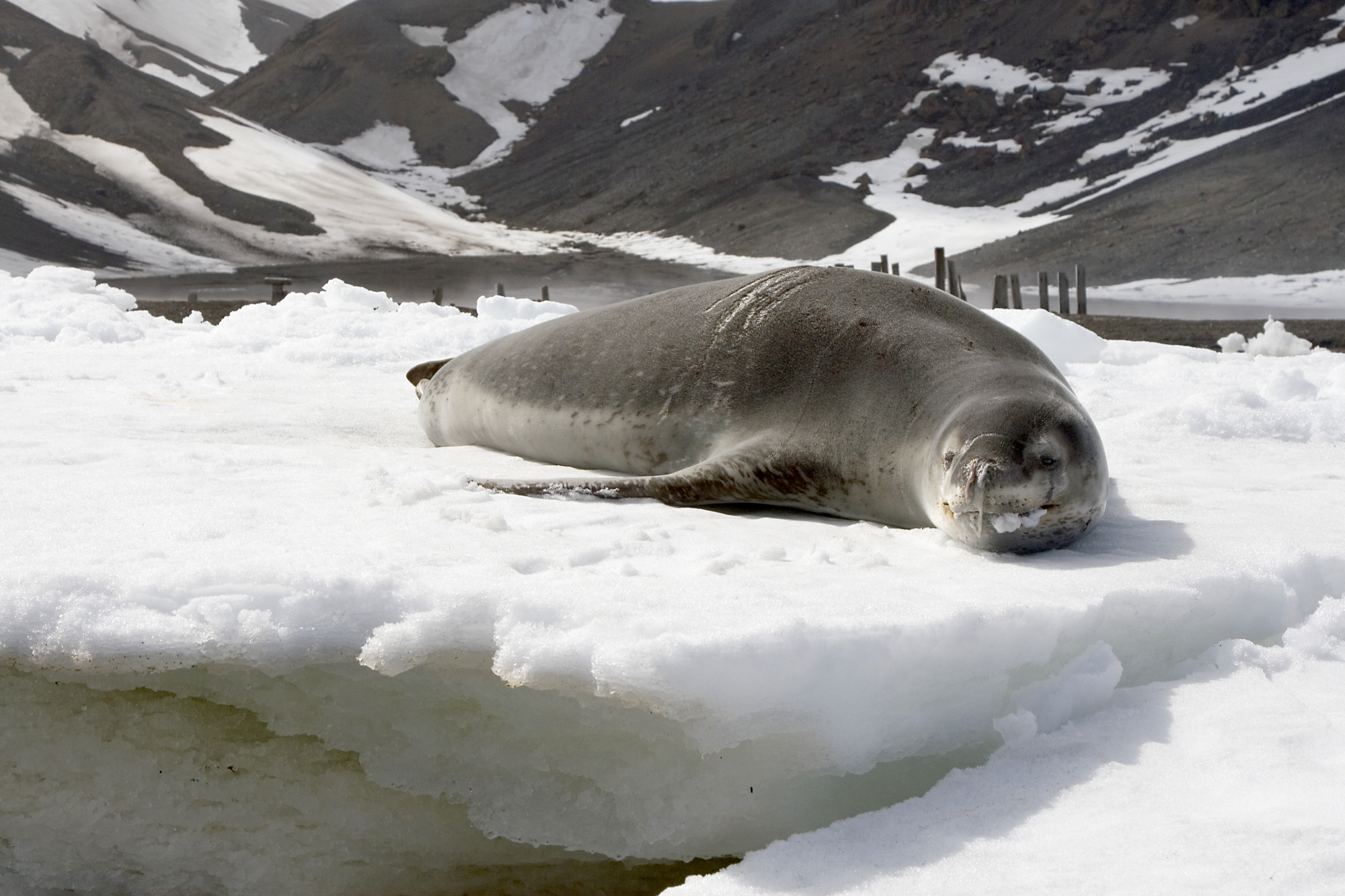 yacht charter antarctica, seal, deception island