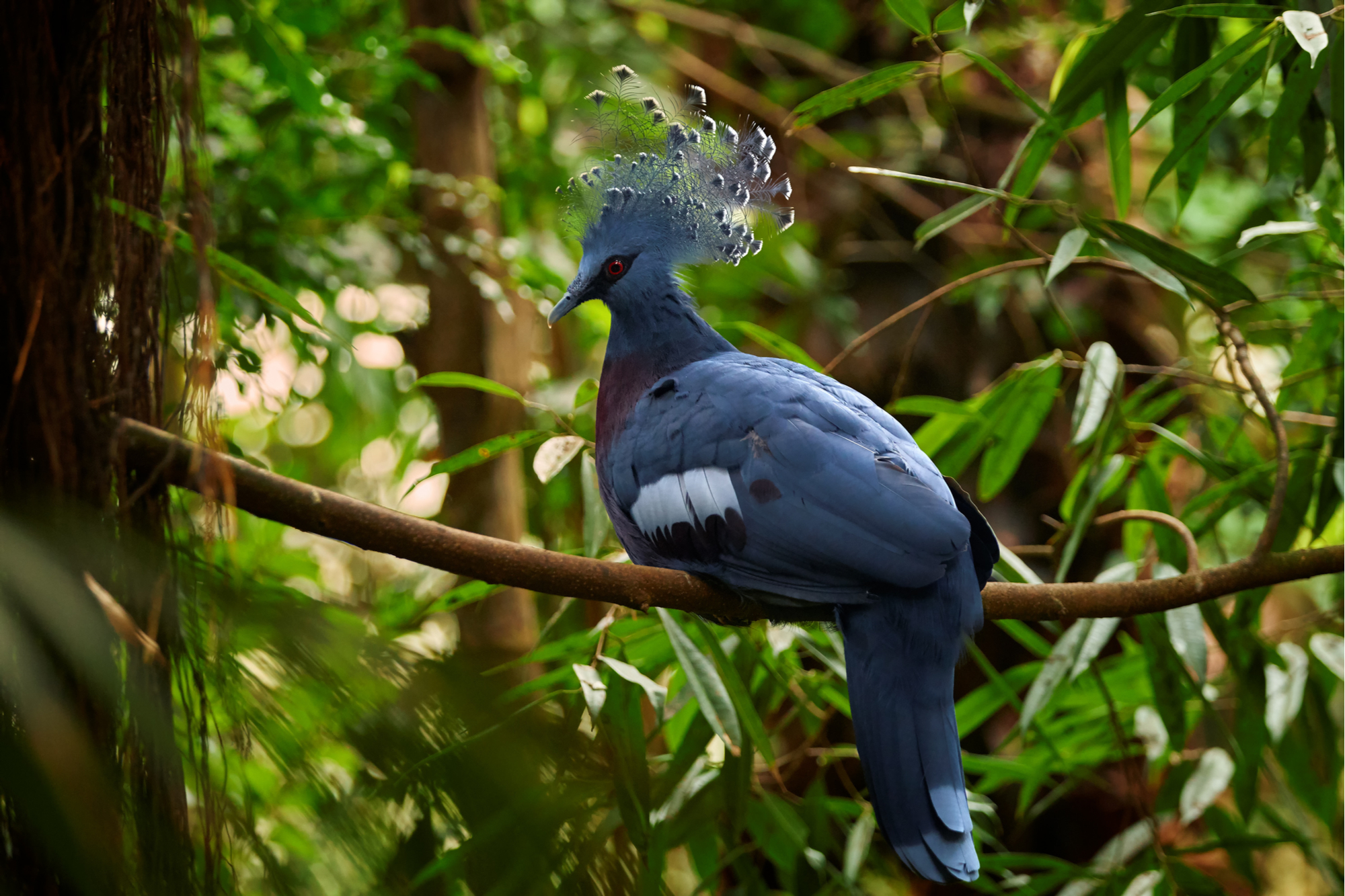 superyacht charter Papua New Guinea, tropical pigeon