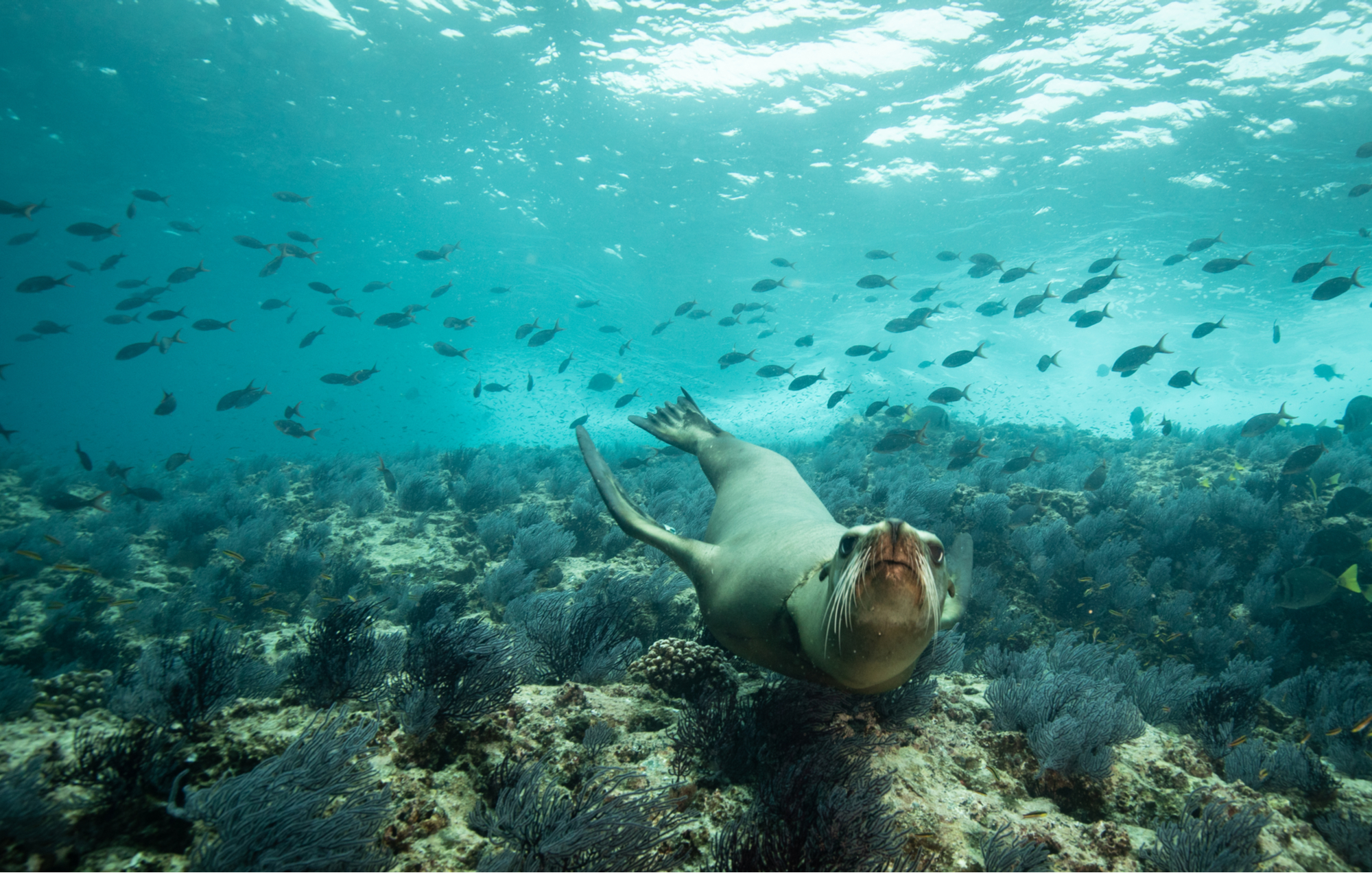 Mexico superyacht charter, sea of cortez