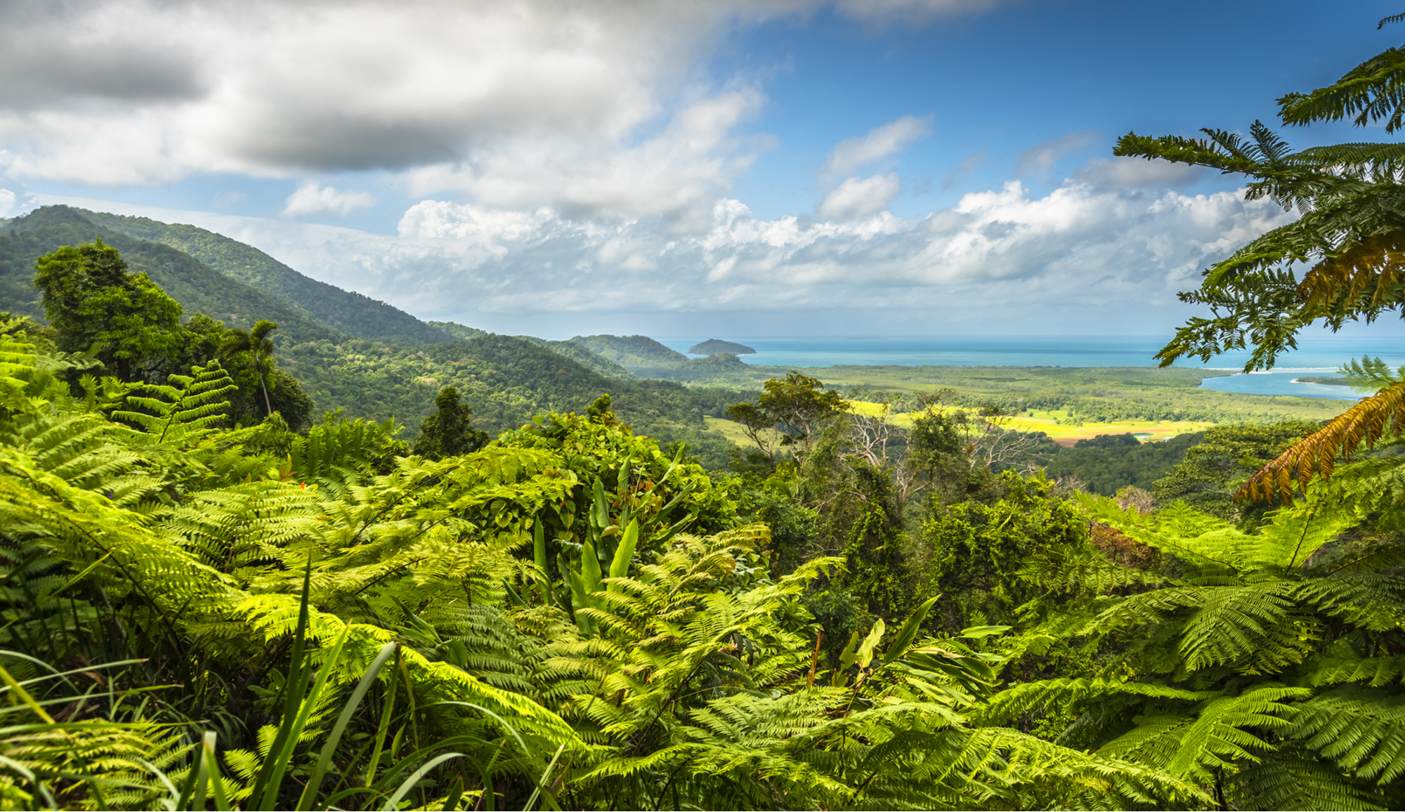 yacht charter Australia, daintree rainforest