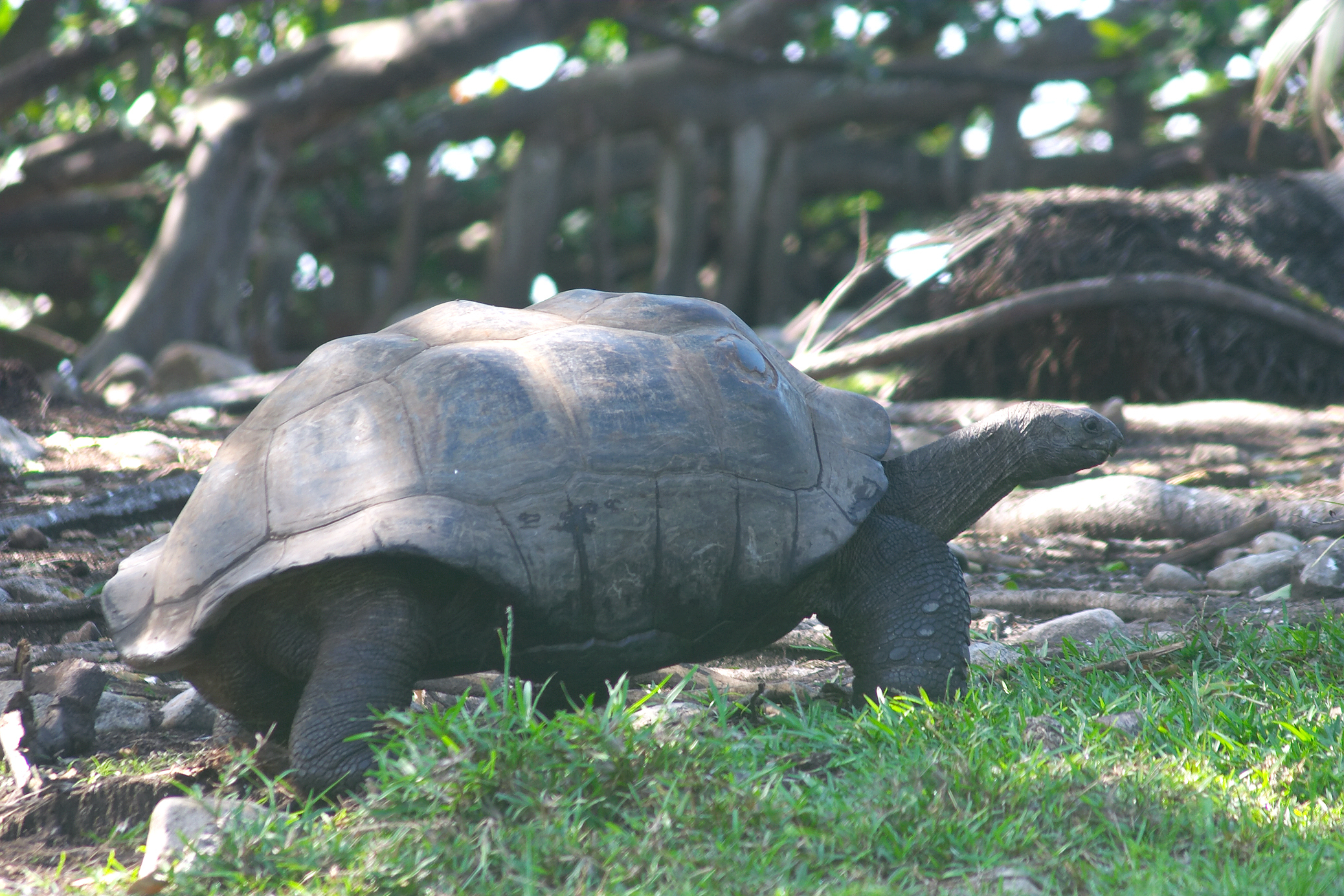 Fregate Island, Seychelles